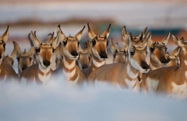 joe-riis-path-of-th-pronghorn-pinedale-wy_(5)__large_800_517_80auto_c1