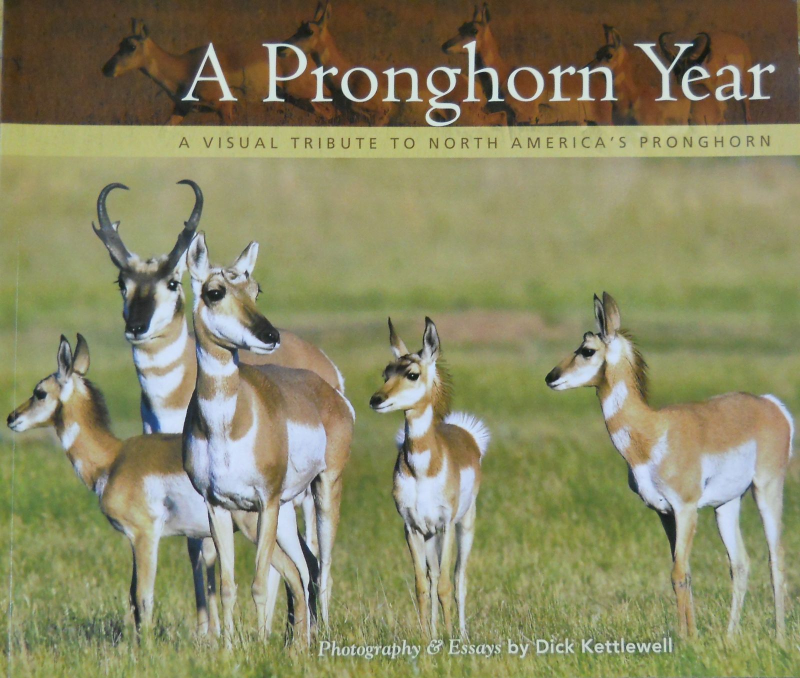 A Pronghorn Year Museum Of The Mountain Man