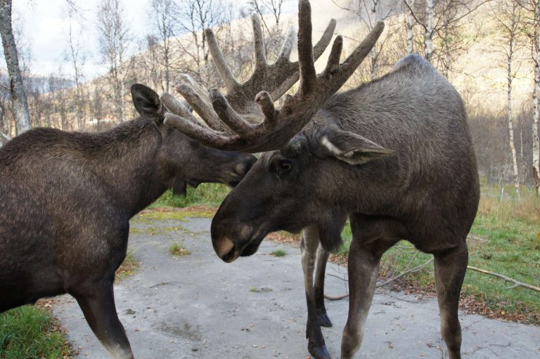 Moose in Wyoming During the Fur Trade? Museum of the Mountain Man